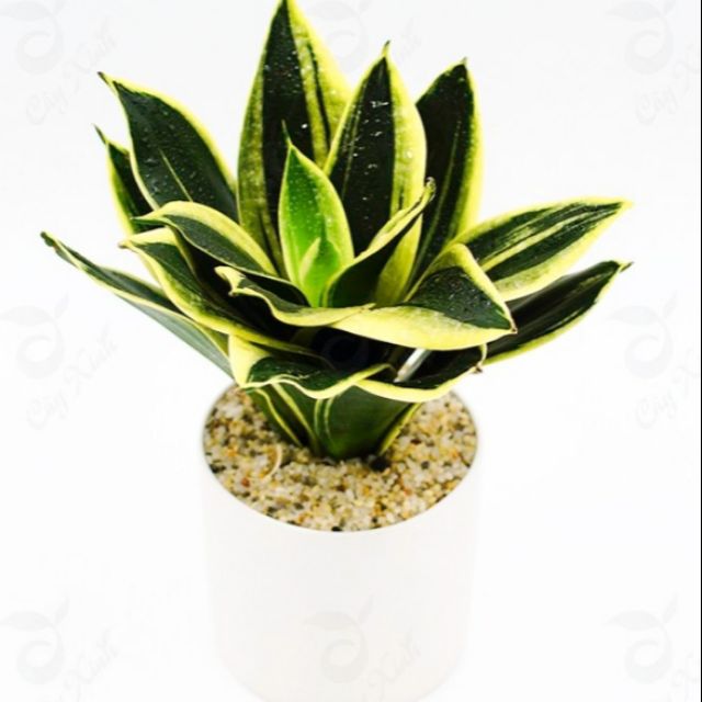 Lưỡi hổ Thái mini