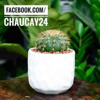 Chậu Sứ Mắt Na Trồng Cây Cảnh Để Bàn, Sen Đá, Xương Rồng, tiểu cảnh terrarium
