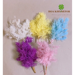 Tùng Nho, Tùng Bồng Lai khô trang trí resin, thiệp, tranh handmade...