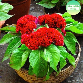 Hạt Giống Hoa Mào Gà Búa Đỏ Nhung (0.1gr)
