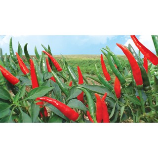 Hạt Giống Ớt Chỉ Thiên F1 Siêu Cay
