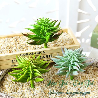 Xương Rồng - Sen Đá Mọng nước Gai Cỡ Lớn mk8