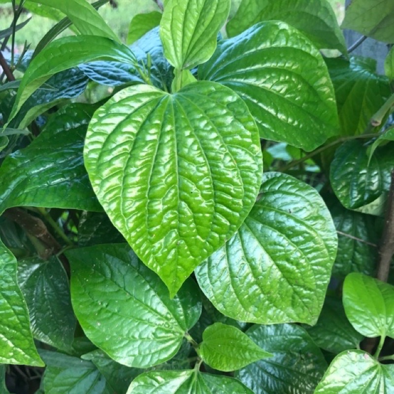Chậu nhựa lá lốt - chậu 1 cây