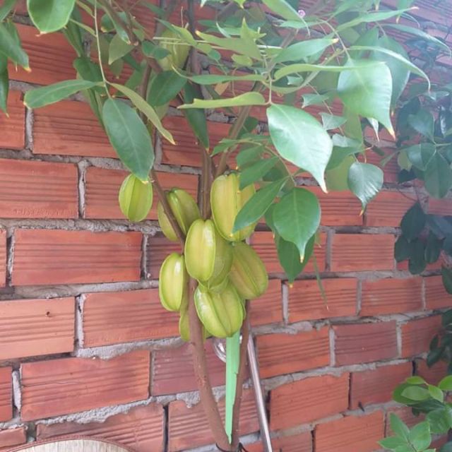 Cây 🌲 Khế thái...(trái ngọt)