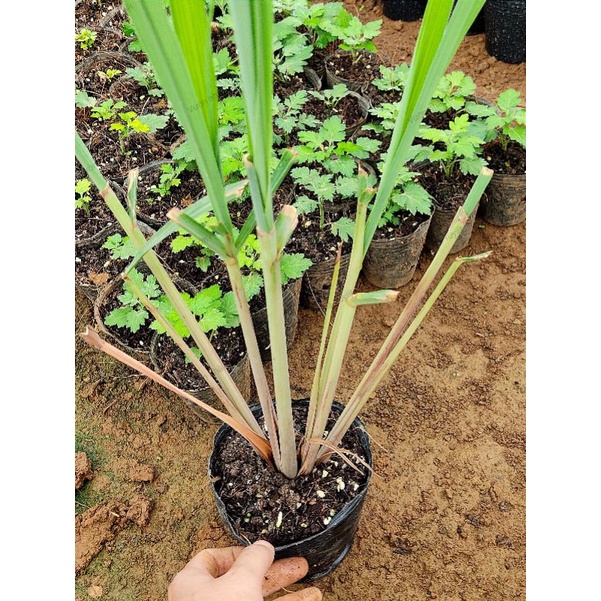 Cây sả Java, đã cắt bớt lá