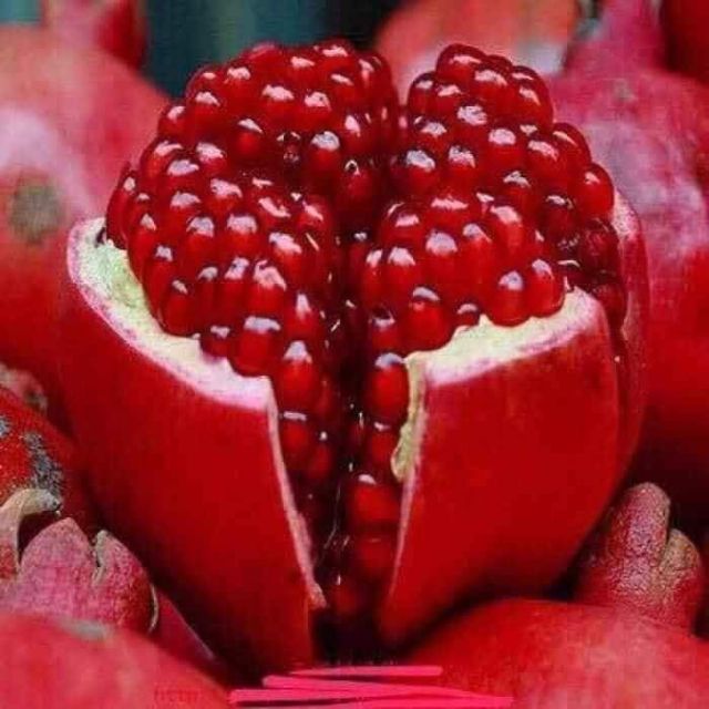 Lựu  Đỏ ai cập
