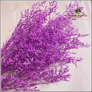 Hoa Sao khô (Cỏ tình nhân) màu tím cực đẹp &amp; sang