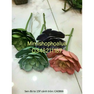 Sen đá to đường kính bông 15cm