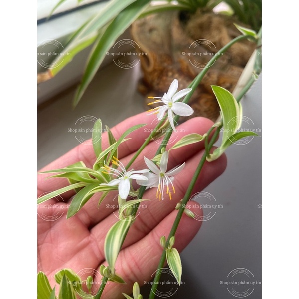 cỏ lan chi có rễ 5cây