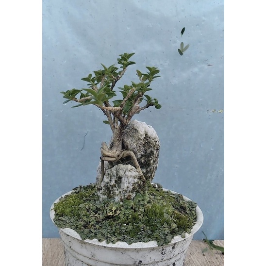 Sam hương ôm đá bonsai mini