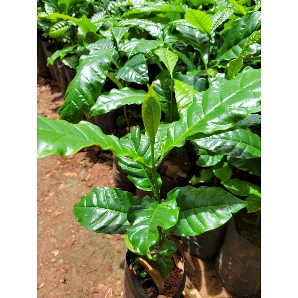 cây cà phê arabica ( chuẩn giống arabica)