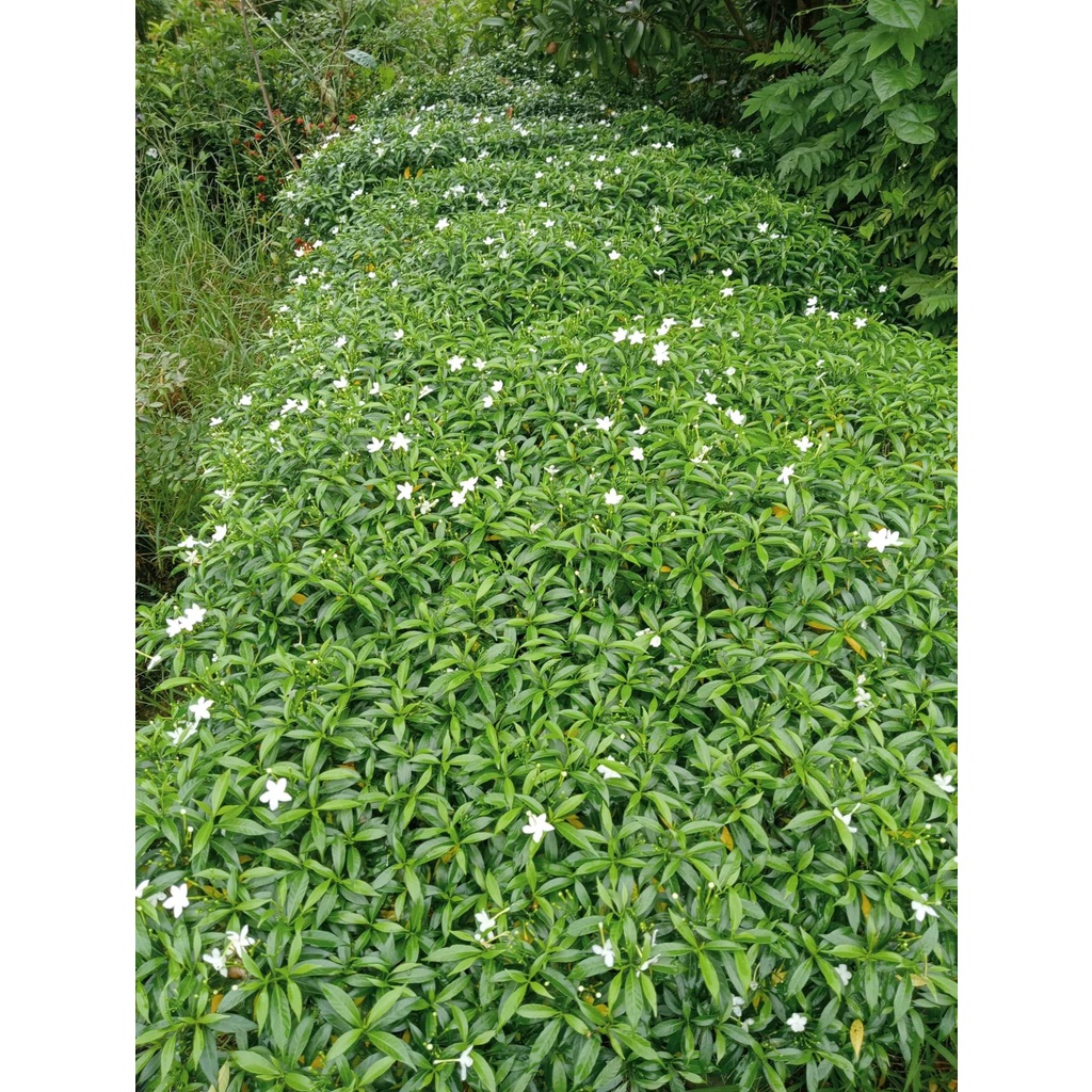 CÂY MAI VẠN PHÚC ( CÂY NHƯ HÌNH ĐĂNG 30-40CM)