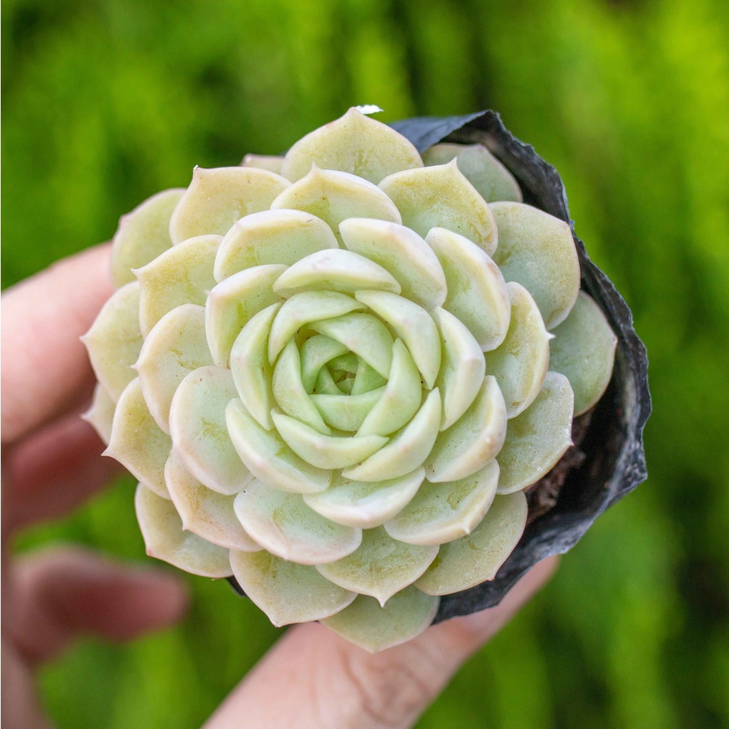 Sen đá ngọc bích 5-7cm - Vườn sen đá