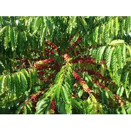 Cây cà phê vối TR4 (cao sản) ( sản phẩm có bảo hành)