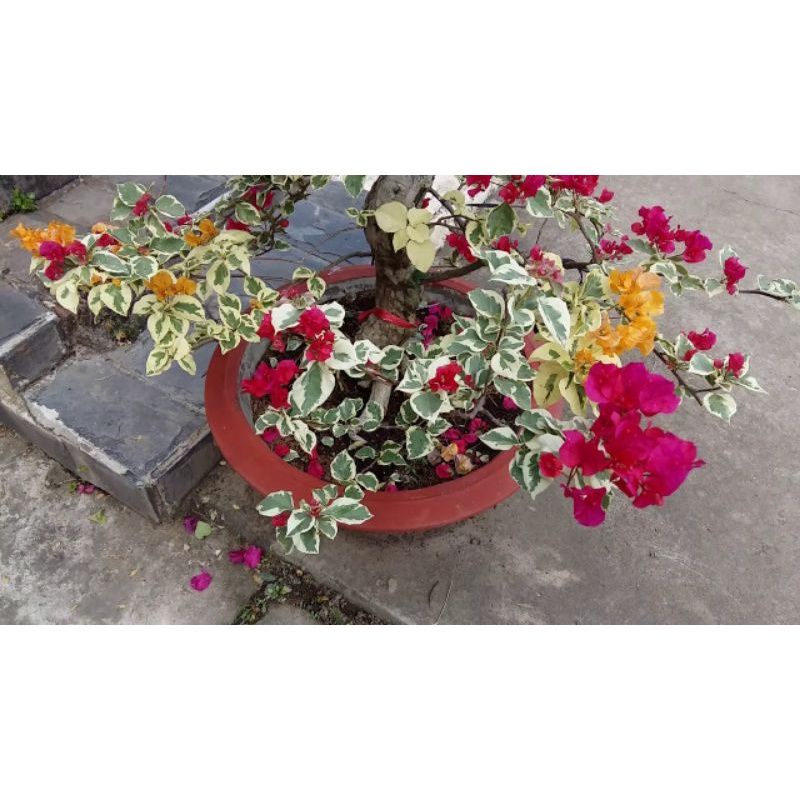 Cây Hoa Giấy Cẩm Thạch Đỏ