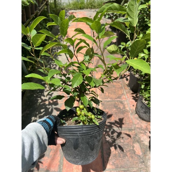 Cây 🌲 Sung nếp( siêu trái) đang trái