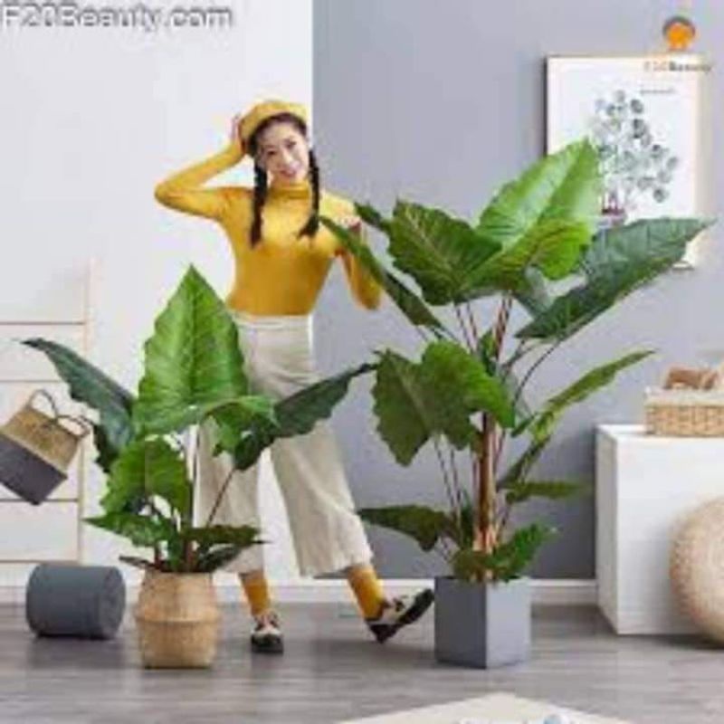 2 củ cây dáy voi