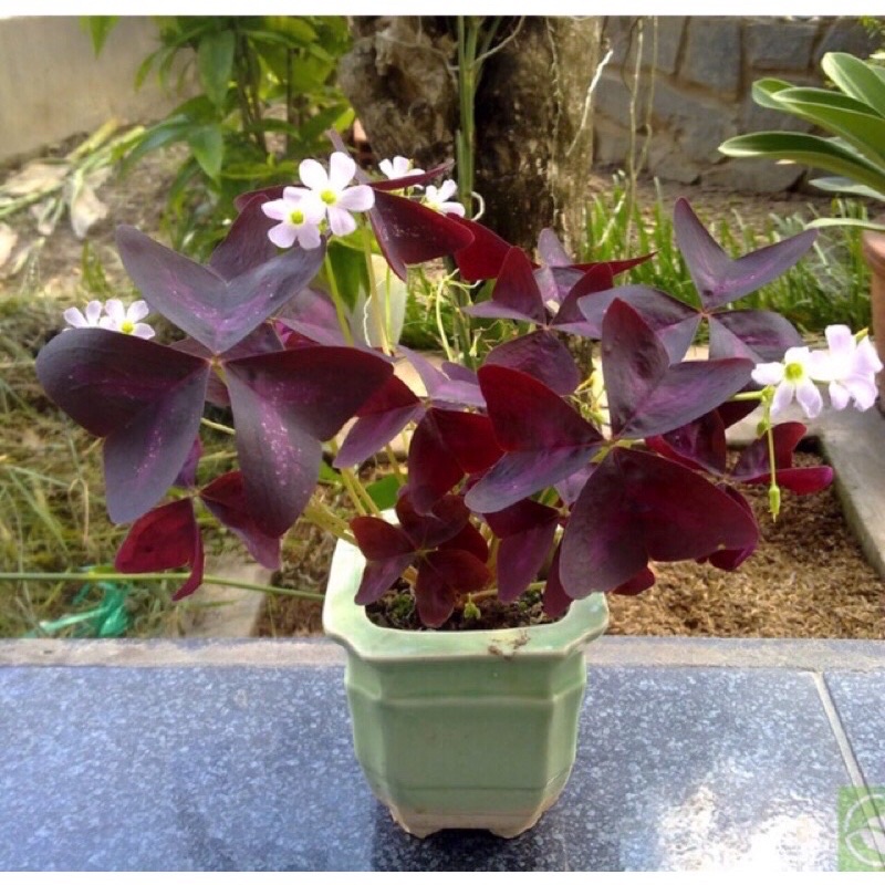 cây bướm đêm ( 1 cây )