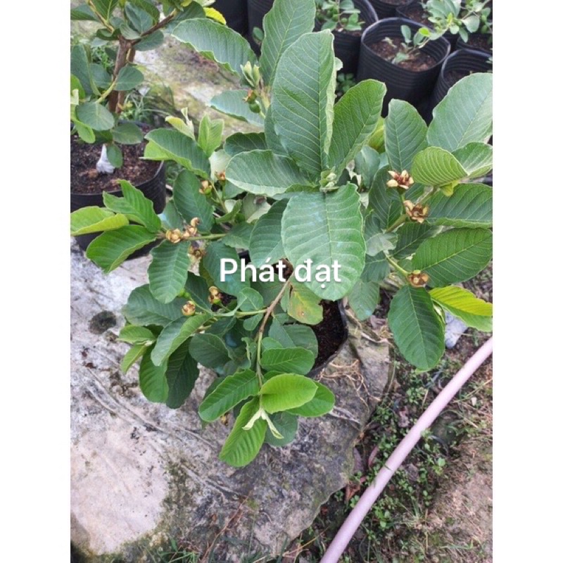 Ổi ruột đỏ