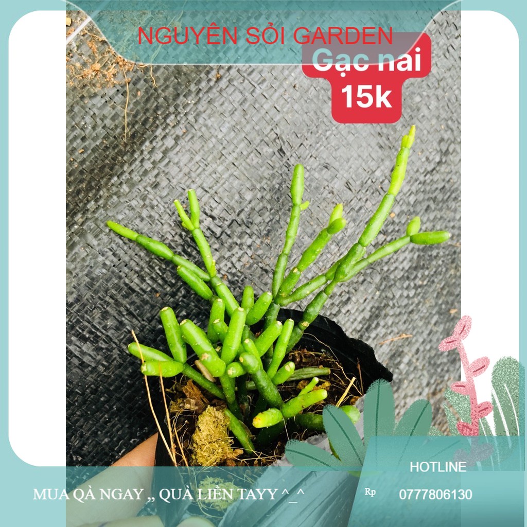 sen đá gạc nai