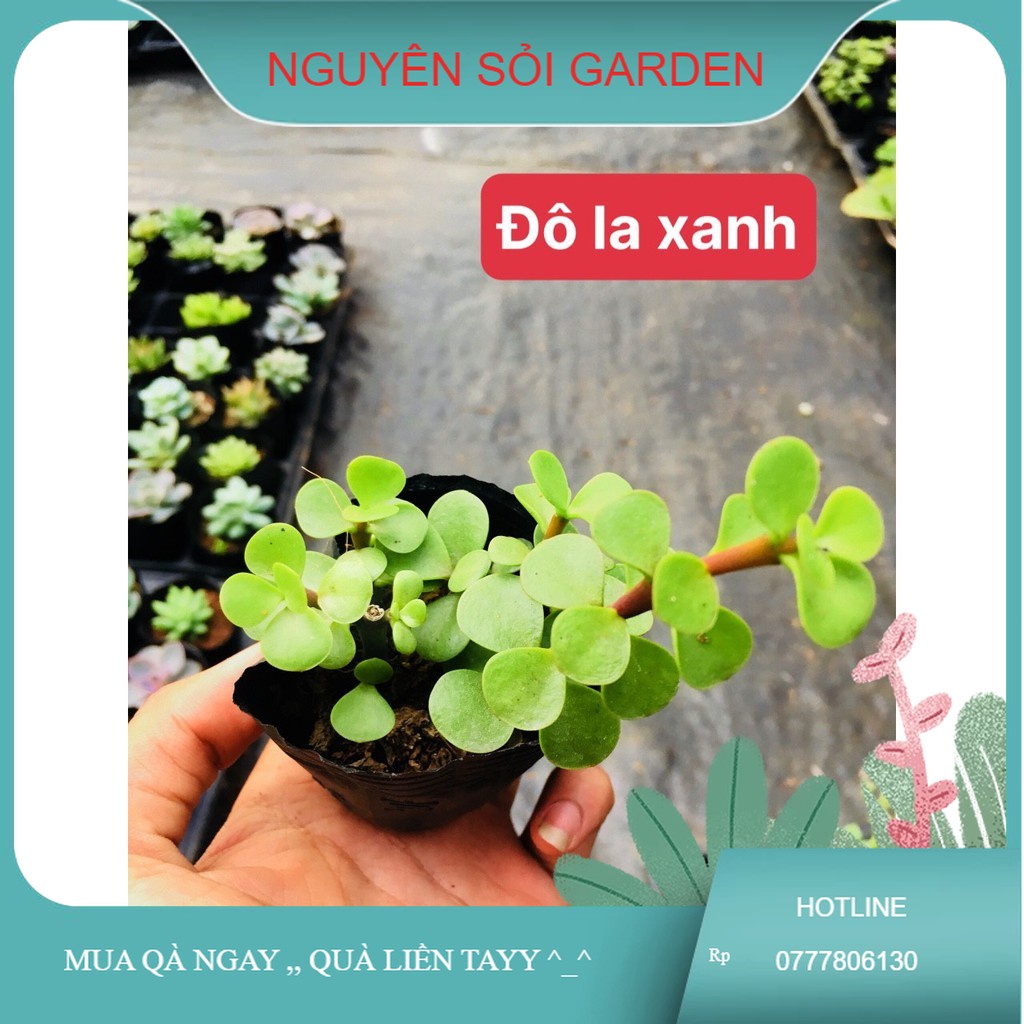 sen đá đôla xanh