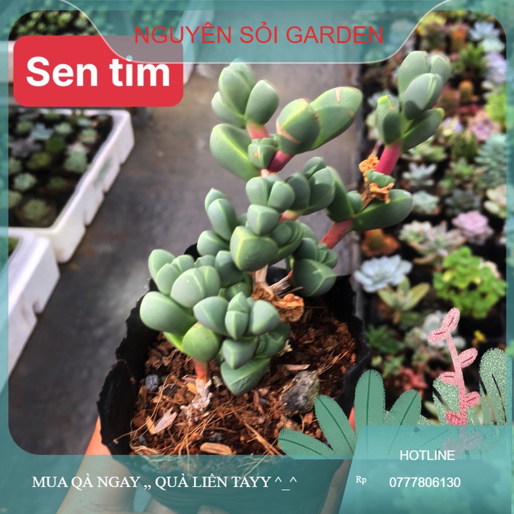 sen đá Tim