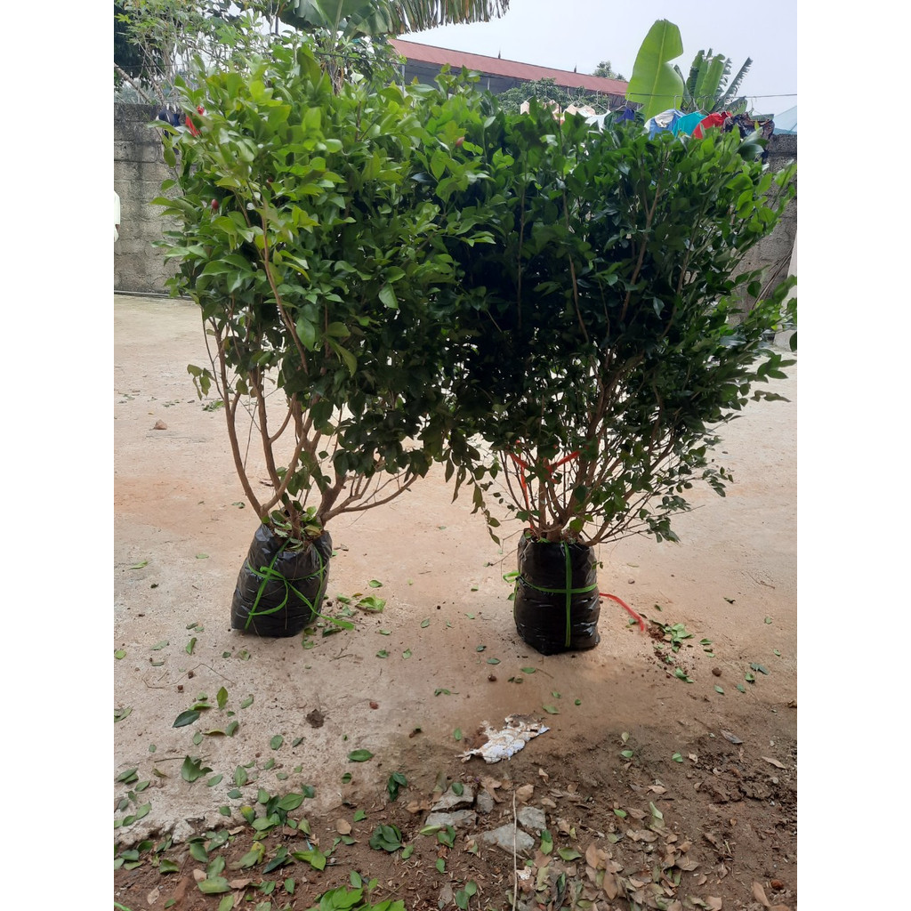 NGUYỆT QUẾ CÂY BUI- CÂY THOÁT THÂN( 90-1M3)
