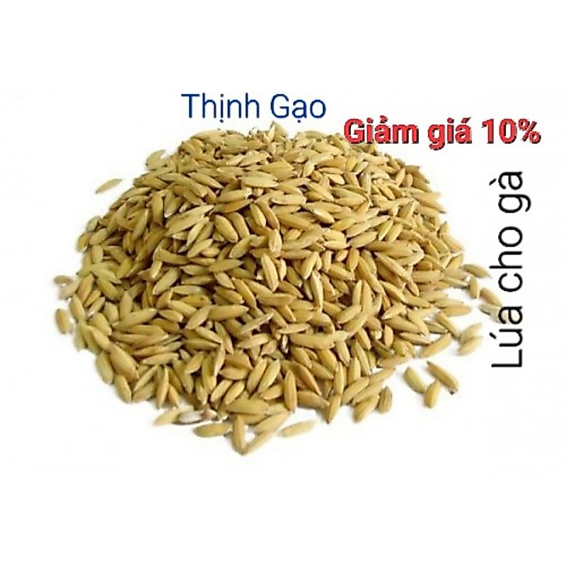 Lúa cho gà, chim - 1Kg