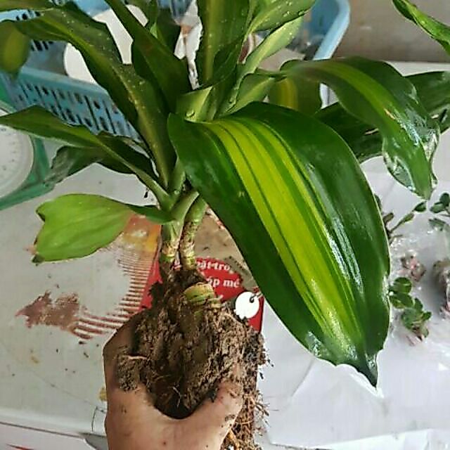 Thiết mộc lan( còn hàng)