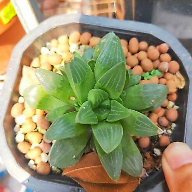 Cây Sen Guốc ( Haworthia)