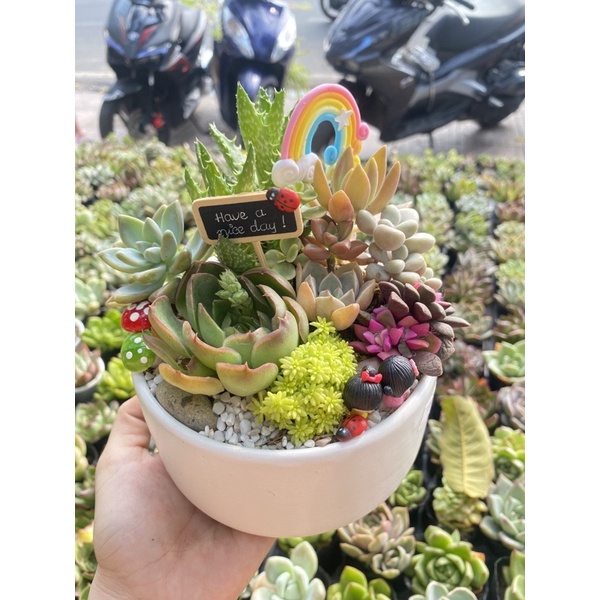 tiểu cảnh sen đá