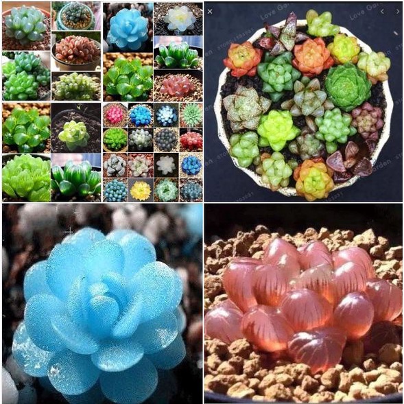 Hạt Giống Sen Đá Ngọc Mix ( Sen Kim Cương - 200 Hạt ) -[Sen phong thuỷ, Siêu đẹp - Dễ trồng]