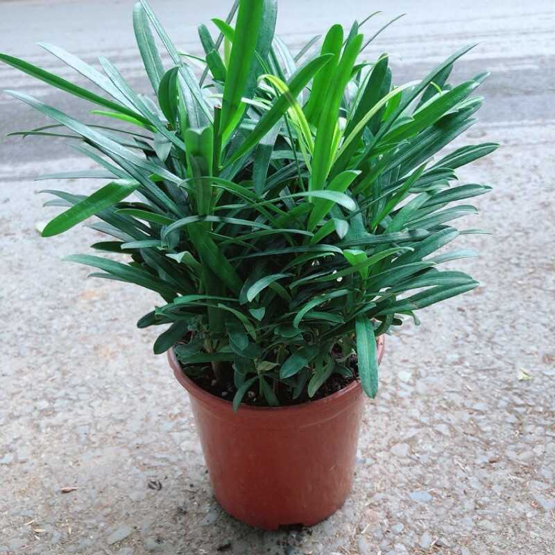 Tùng Vạn Niên