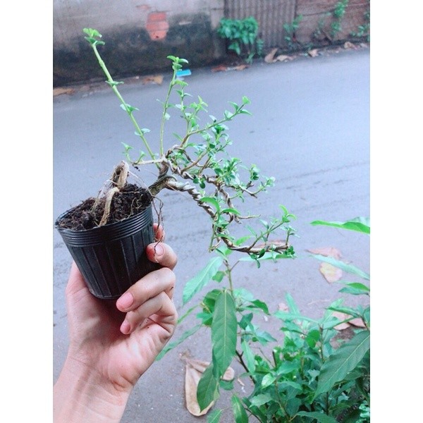 Sam Hương Bonsai