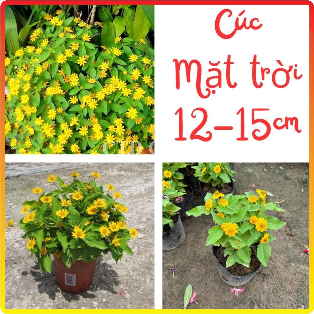 Cây cúc mặt trời, hoa nở vàng bắt mắt và ra hoa liên tục (Chỉ giao miền Bắc + Bắc miền Trung)