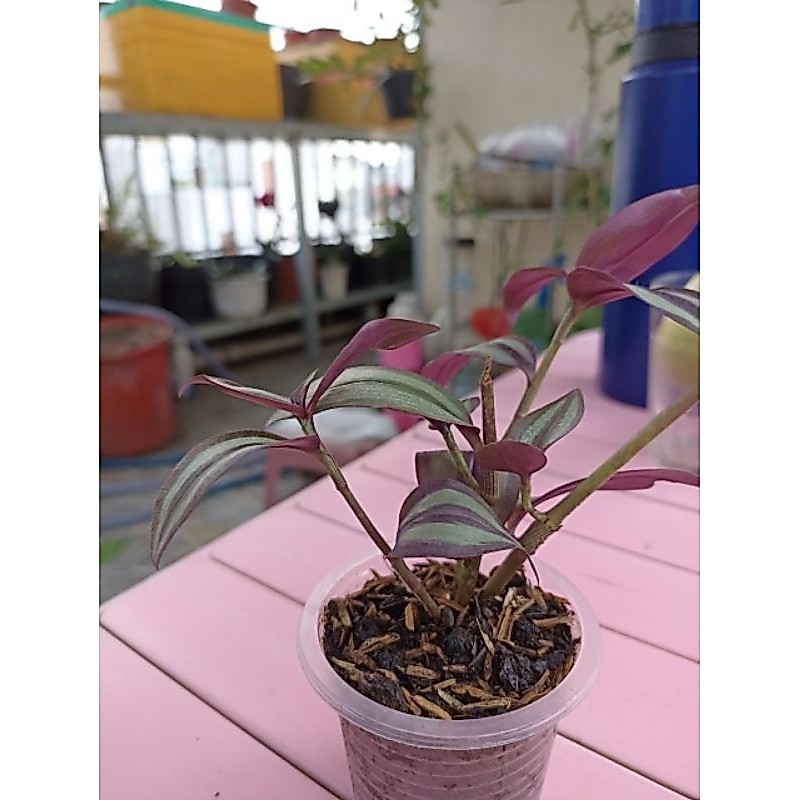 Combo CÀNH Thài lài tím tía cắt cành