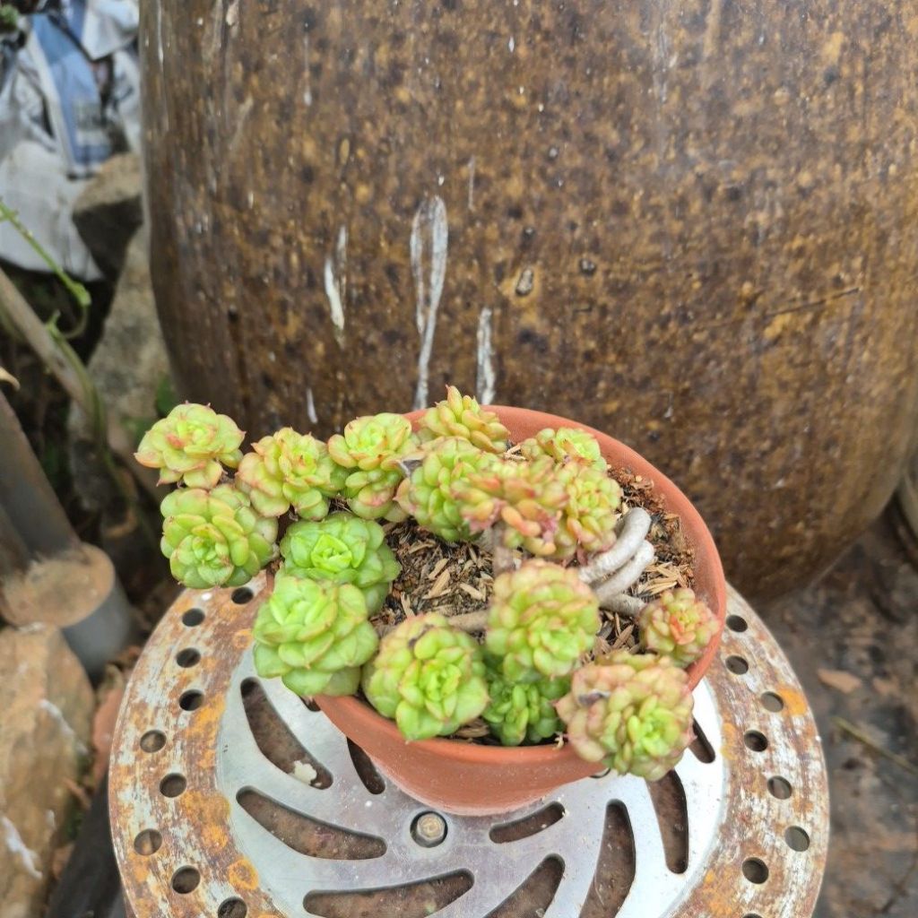 sen đá cổ thụ nuda Đà Lạt