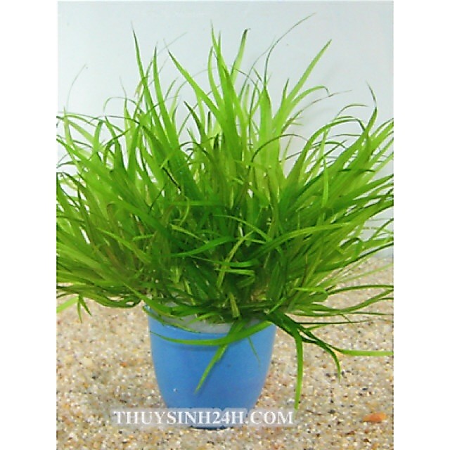 CỎ NHẬT thủy sinh không CO2