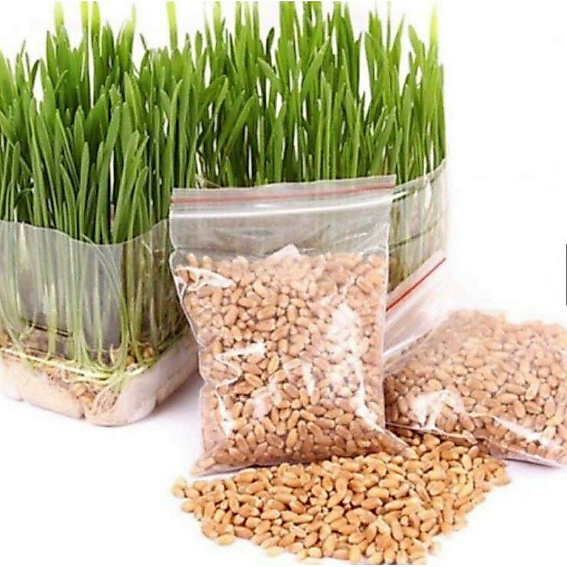 Hạt Giống Cỏ lúa mì, lúa mạch cho mèo, thỏ, ú Bọ