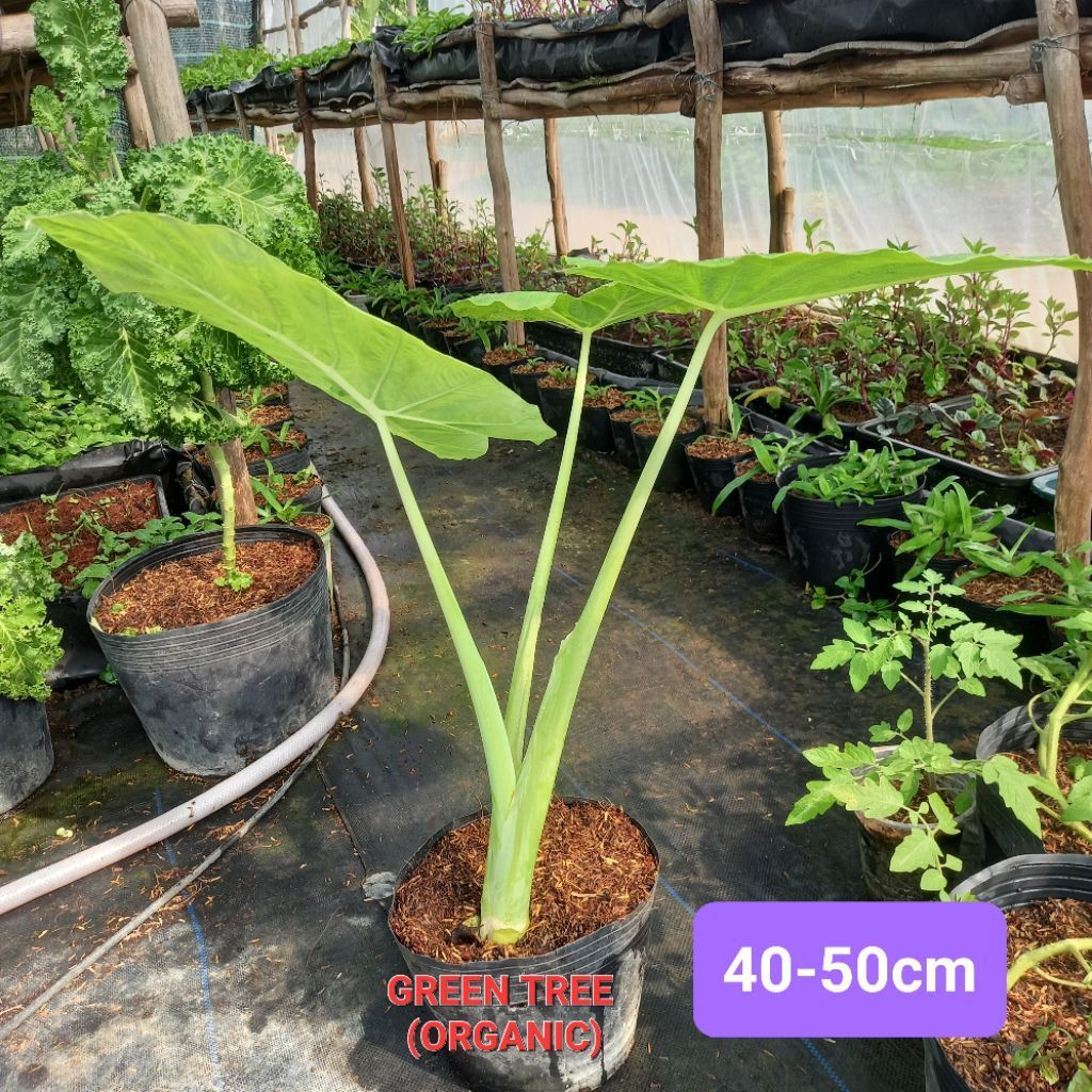 Cây giống bạc hà(dọc mùng)