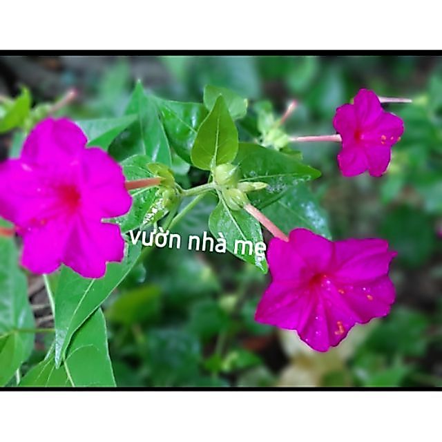 30 Hạt Cây bông phấn ( sâm ớt)