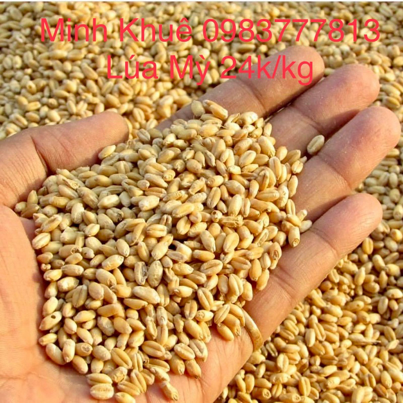 Lúa mỳ tách vỏ
