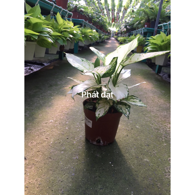 Vạn lộc trắng lớn