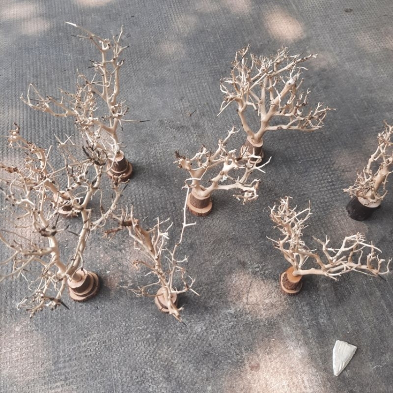 Cây Lũa Chân Đế Gỗ Trang Trí Bể Cá,Bò Sát