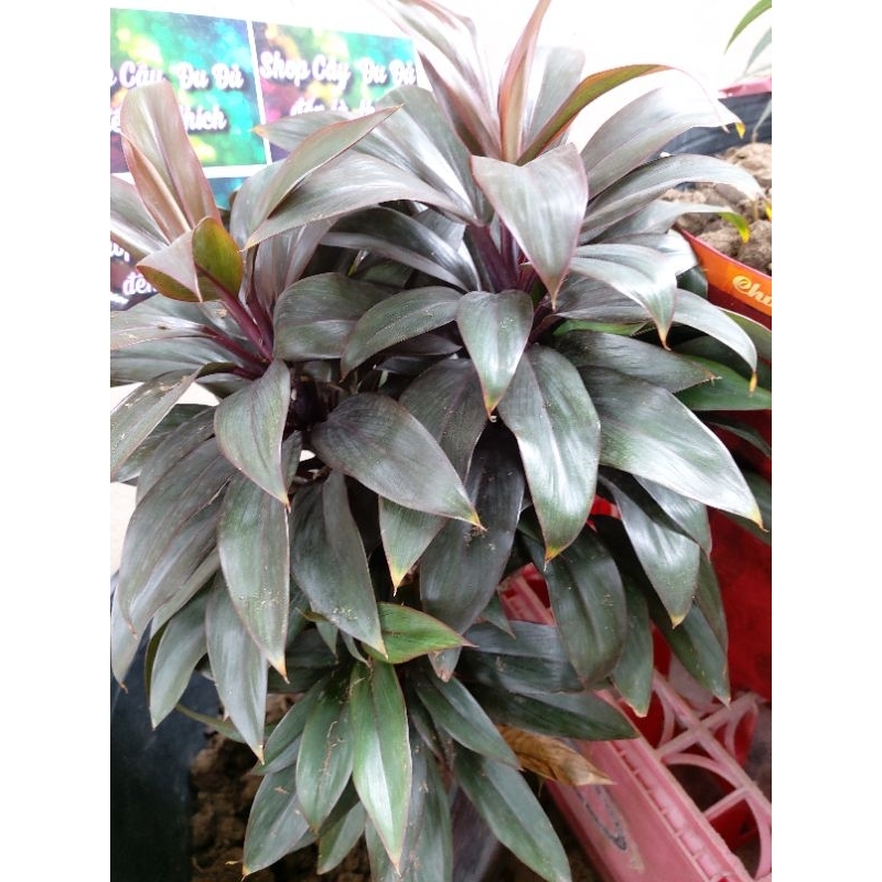Phát tài lá đỏ, nhánh 25cm