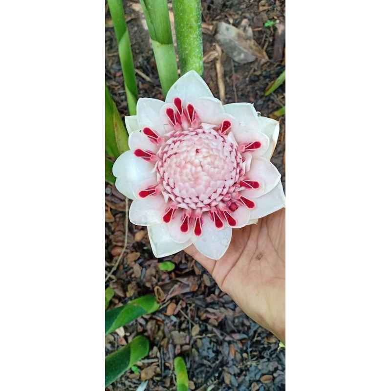 Củ sen đa lộc(1củ)