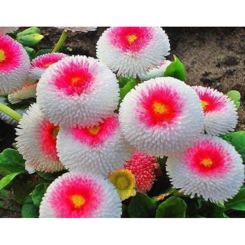 Hạt giống hoa cúc Anh(gói 100hạt)