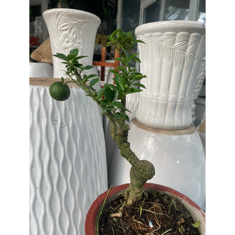 Cây Cam Nhật bonsai mini