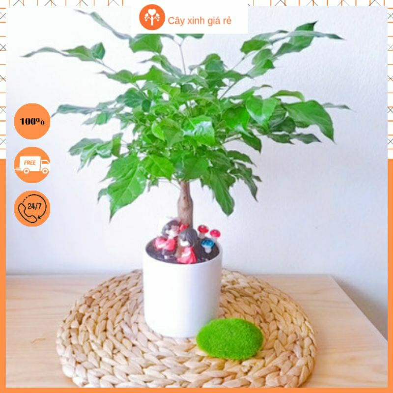 Cây Hạnh Phúc