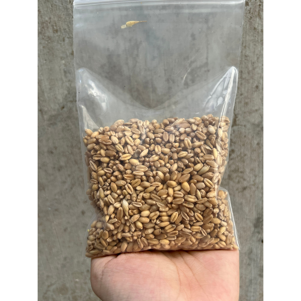 [200g] Hạt lúa mì 200g